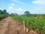 A picture of In Bujuuko after Buloba along Mityana road with ready land