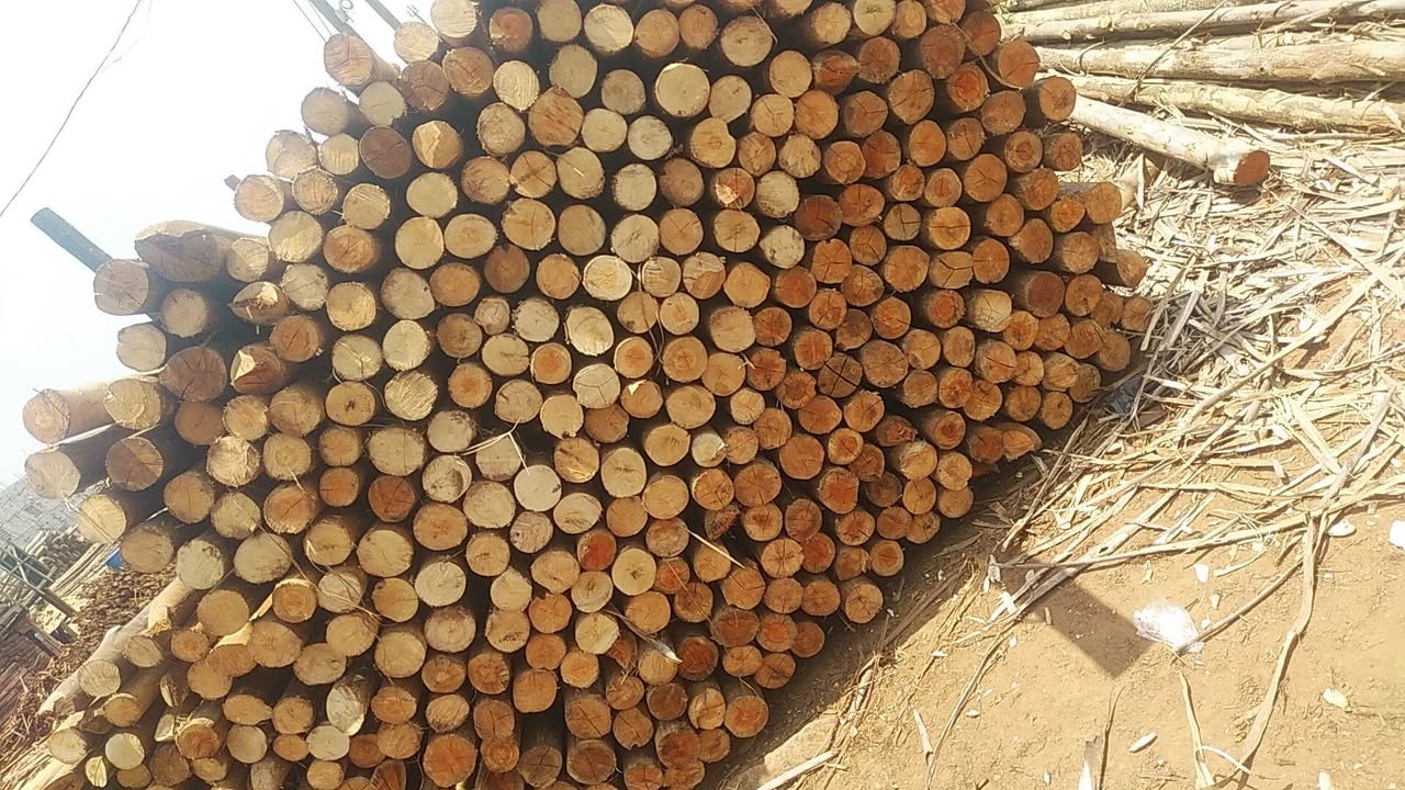 A picture of Roofing timber whole sale prices