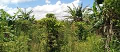 A picture of 3acres in photos with coffee banana plantation each at 16
