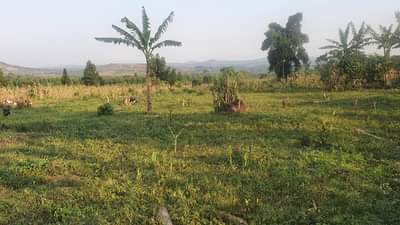 Kinaalwa A.