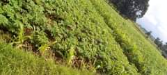 agricultural