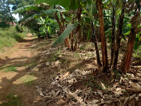 A picture of HOUSE PLOT FOR SALE IN NAMALIGA NAKIFUUMA