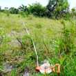 A picture of Kiwanja vinauzwa kigamboni buyuni