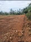 A picture of Nansana jenina