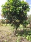 A picture of SHAMBA HEKA 15 LINAUZWA LIMELIMWA NA MAZAO YA KUDUMU LIPO