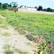 A picture of PLOTS FOR SALE LOCATED WAKISO NAMAYUMBA TOWN
