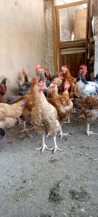 A picture of Kuku wazuri bei nzuri chanjo zote tiari