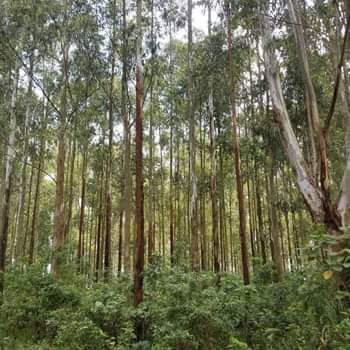 A picture of ELECTRICITY POLES FOR SALE IN KYANGWARI DISTRICT