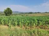 A picture of 2 arces on quick sale at luwero kakooge all at