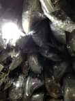 A picture of Car headlamps