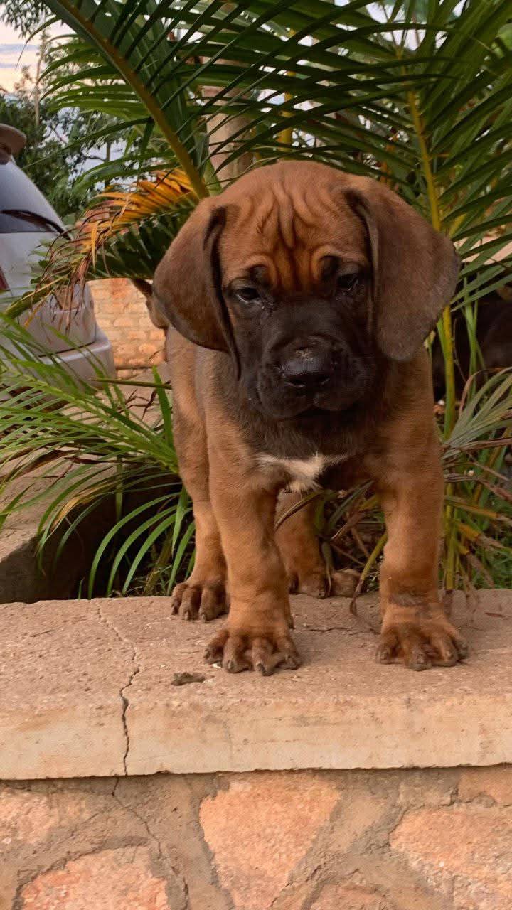 A picture of No dog not life 0775682272 0753330527
