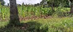 A picture of 1 acre for sale at 72m 2km from Busiika town
