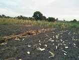 A picture of Farm lands on sale in Mayuge district 256700125875