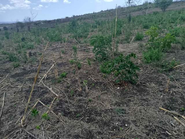 A picture of Shamba KIWANGWA
