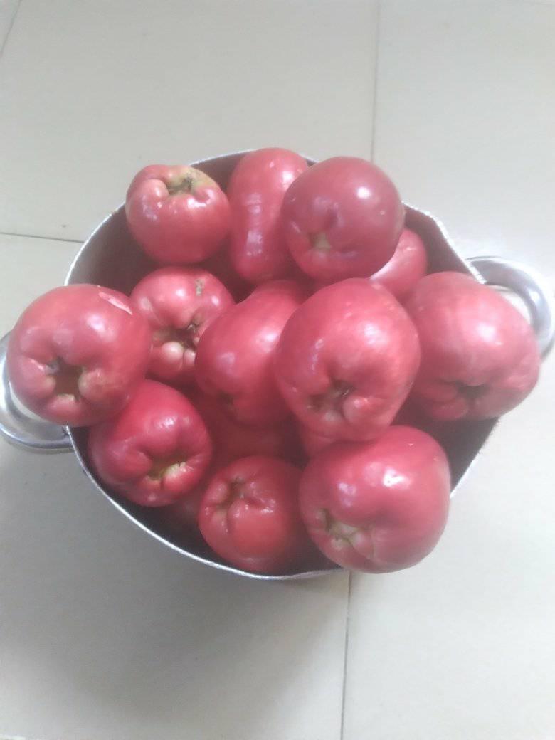 A picture of Malay apple seedlings