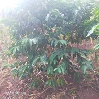 A picture of Land 