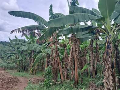 houses matugga