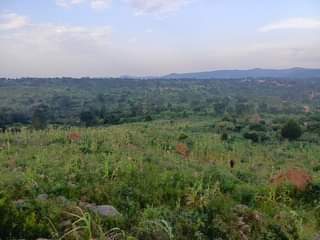 A picture of 40Acres on sale located at kiboga bugomolwa lc1 Selling from