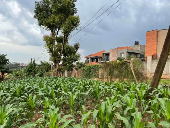 A picture of 14 Decimals for sale in Kira Mulawa Call 0754276850