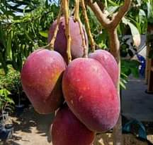 A picture of Mikoani tunasafirisha kwa bas Tanzania mzima 0782777704
