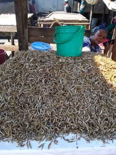 A picture of DAGAA WA MWANZA MAWASILIANO PIGA SIMU WHAT SAP NAMBA 255759997513