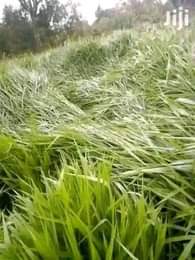 A picture of OFFER GOOD NEWS TO CATTLE GOAT FARMERS. 120 000 Ugshs