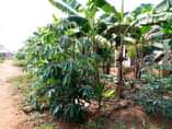A picture of Buloba mityana rd quick sale house