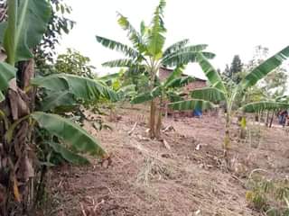 A picture of HALF ACRE FOR SALE 5.5m IN NAKASEKE KAPEEKA