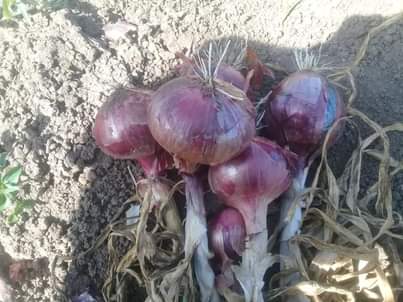 Nanyuki M.