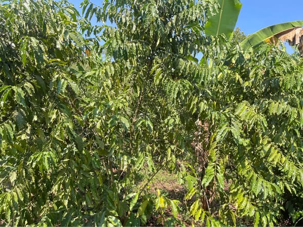 A picture of PLOT FOR SALE IN KAPEEKA