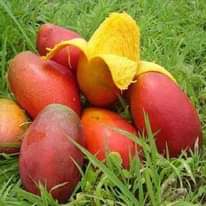 A picture of MICHE YA MATUNDA YA MDA MFUPI MIAKA MIWILI HADI MITATU