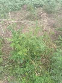 A picture of Land