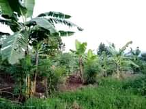 A picture of Agricultural land half acre for sale