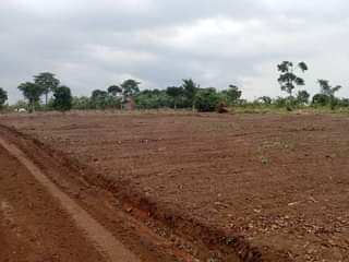 A picture of estate