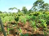 A picture of 20 ACRES AVAILABLE FOR SALE IN MUKONO KATOSI ROAD IN