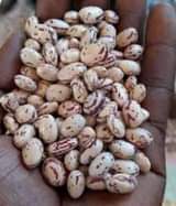 A picture of MASSAVU BEANS