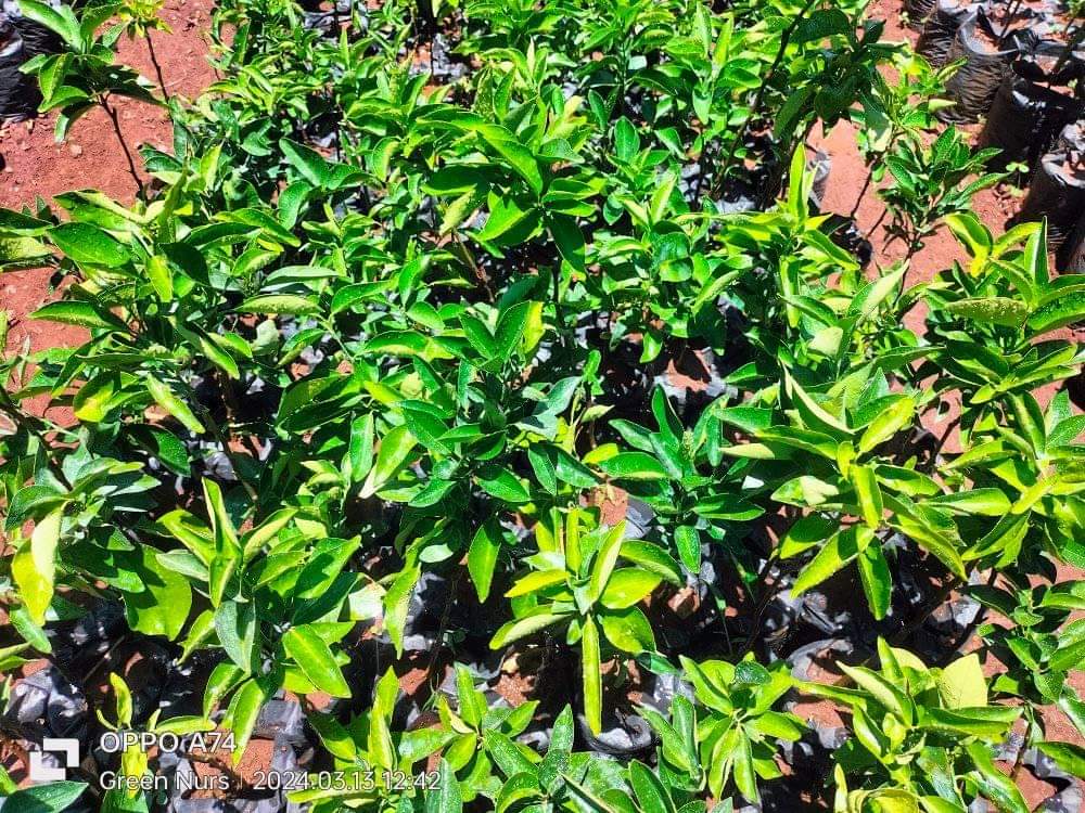 seedlings