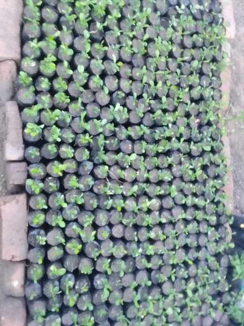 seedlings