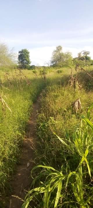 A picture of Shamba la eka 20 linauzwa shamba hili lipo hapa kiwangwa