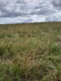 A picture of Shamba linalofaa kwa kilimo cha parachichi miti ya mbao n