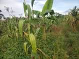 A picture of 5 acres of land private mail land ready title On