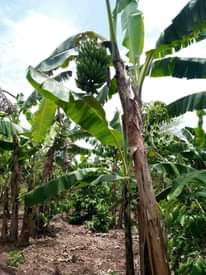 A picture of 100 70FT FOR SALE IN NAKASEKE KAPEEKA JUST 1KM FROM