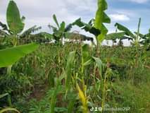 A picture of 5 acres of land private mail land ready title On