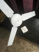 fans