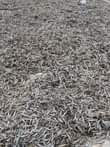 A picture of Dagaa wa bukoba safiiii