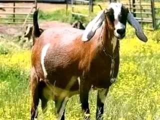 A picture of GOATS