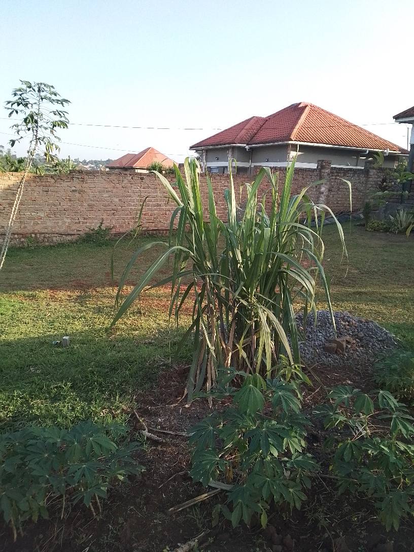 A picture of BUSUBUZI DEAL plot size 50 100fts with uncut title on