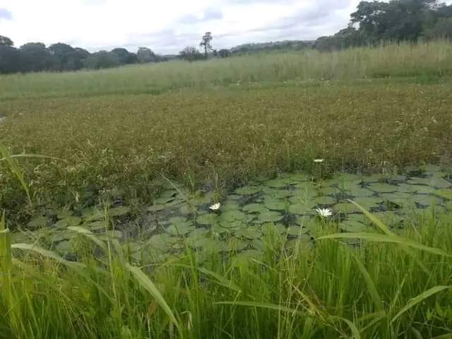 farms for sale