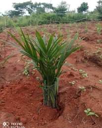 A picture of Oil palm business