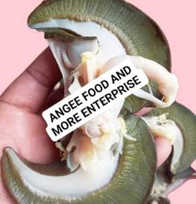 A picture of We have different sizes of snails if you need send